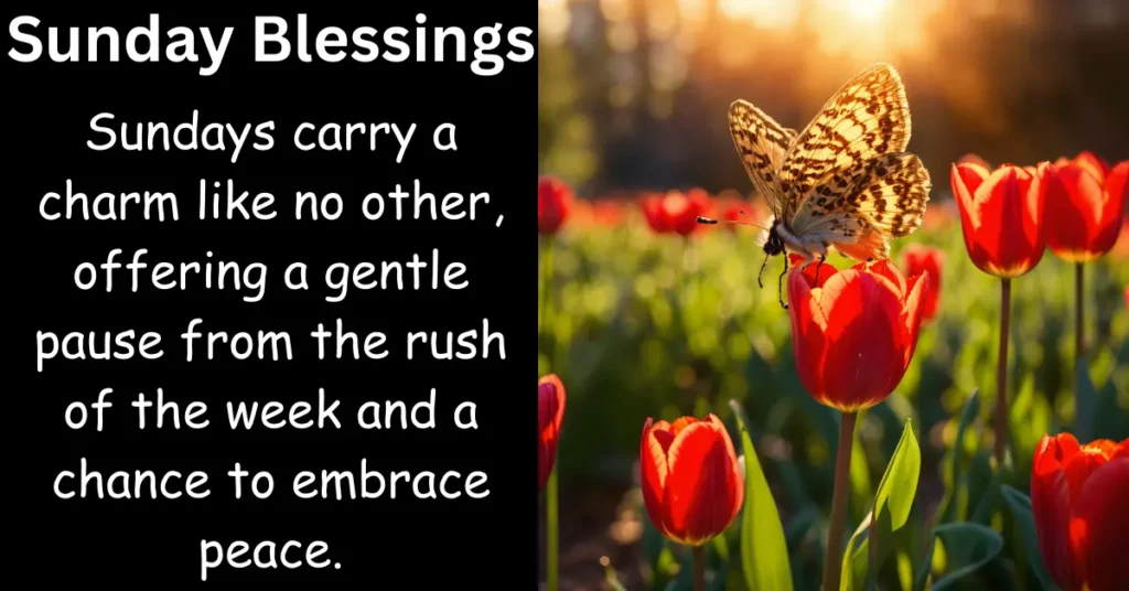 110+ Happy Sunday Blessings and Wishes for a Peaceful Day